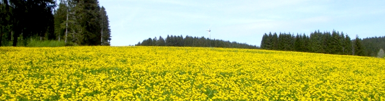 L&ouml;wenzahn-Wiese im Schwarzwald