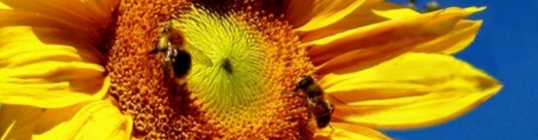 Bienen bei der Arbeit