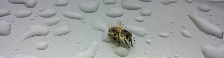 Flei&szlig;iges Bienchen